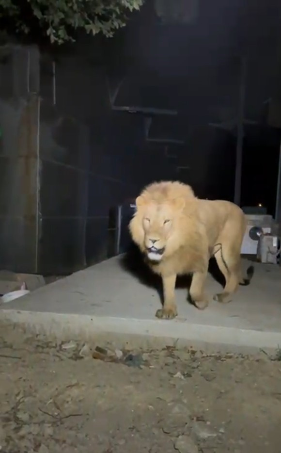 Antalyavaliligiaslanaciklama