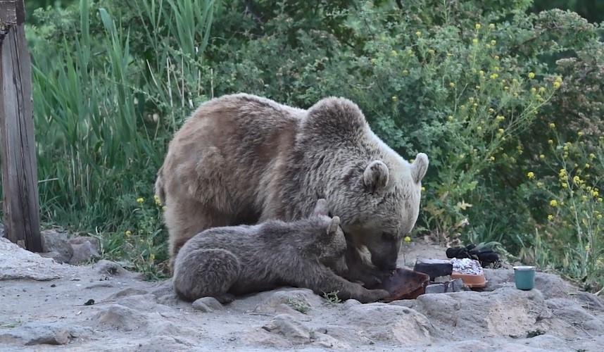 Belgeselcilere Saldıran Ayılar Kamerada