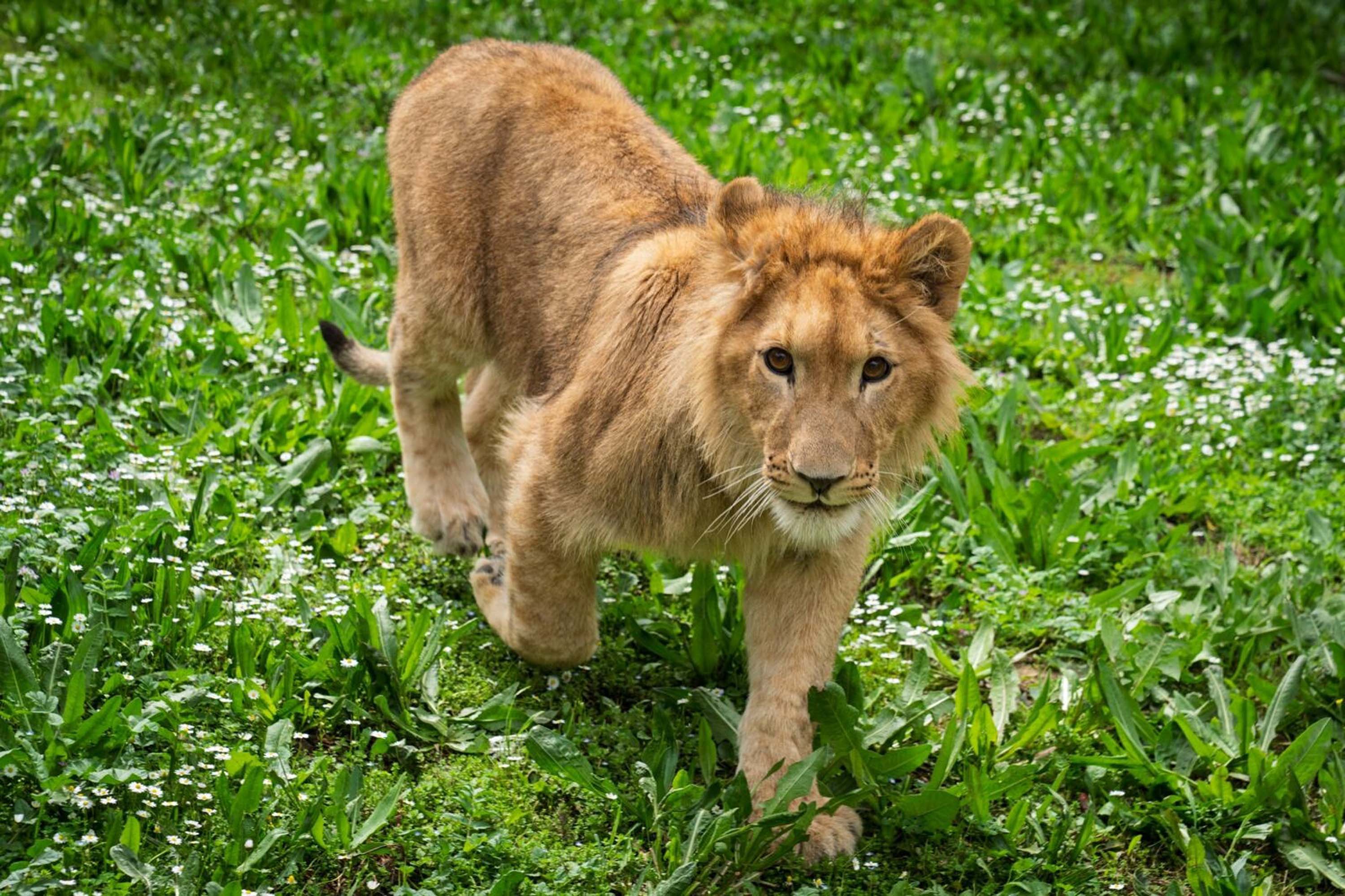 Biraslanfaciasidahaizmirdengeldi (2)