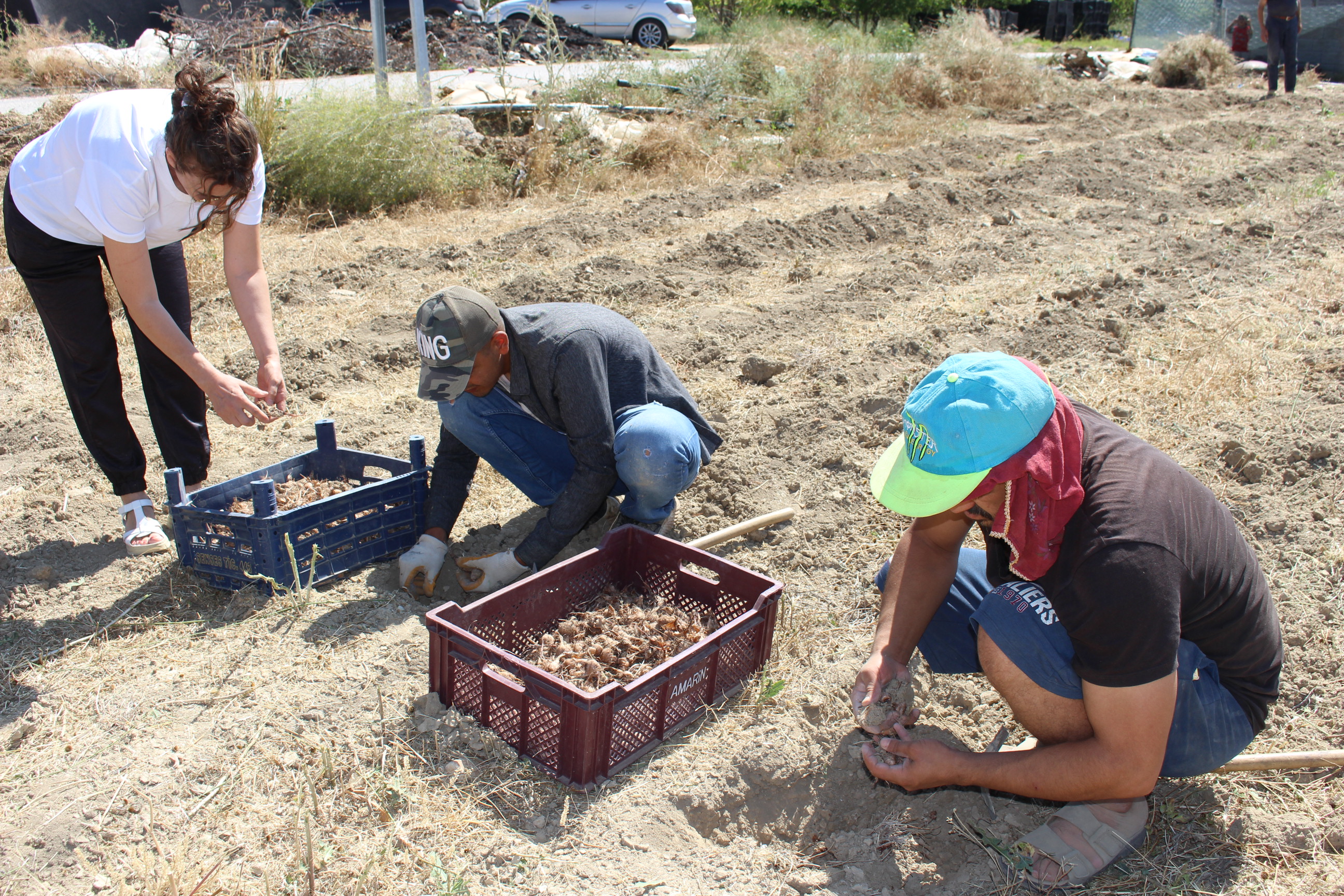 Buyuksehirdensafransoganhasadi-1