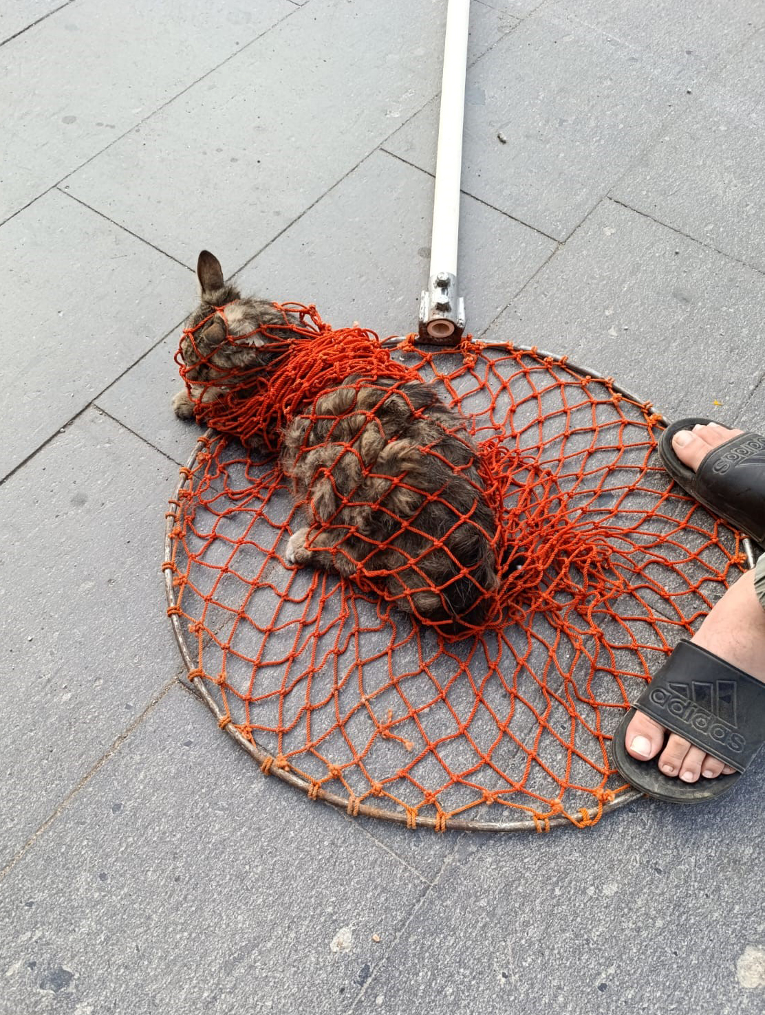 Cansizyavrusukuyrugunayapisti Kediveterinerkurtardi1