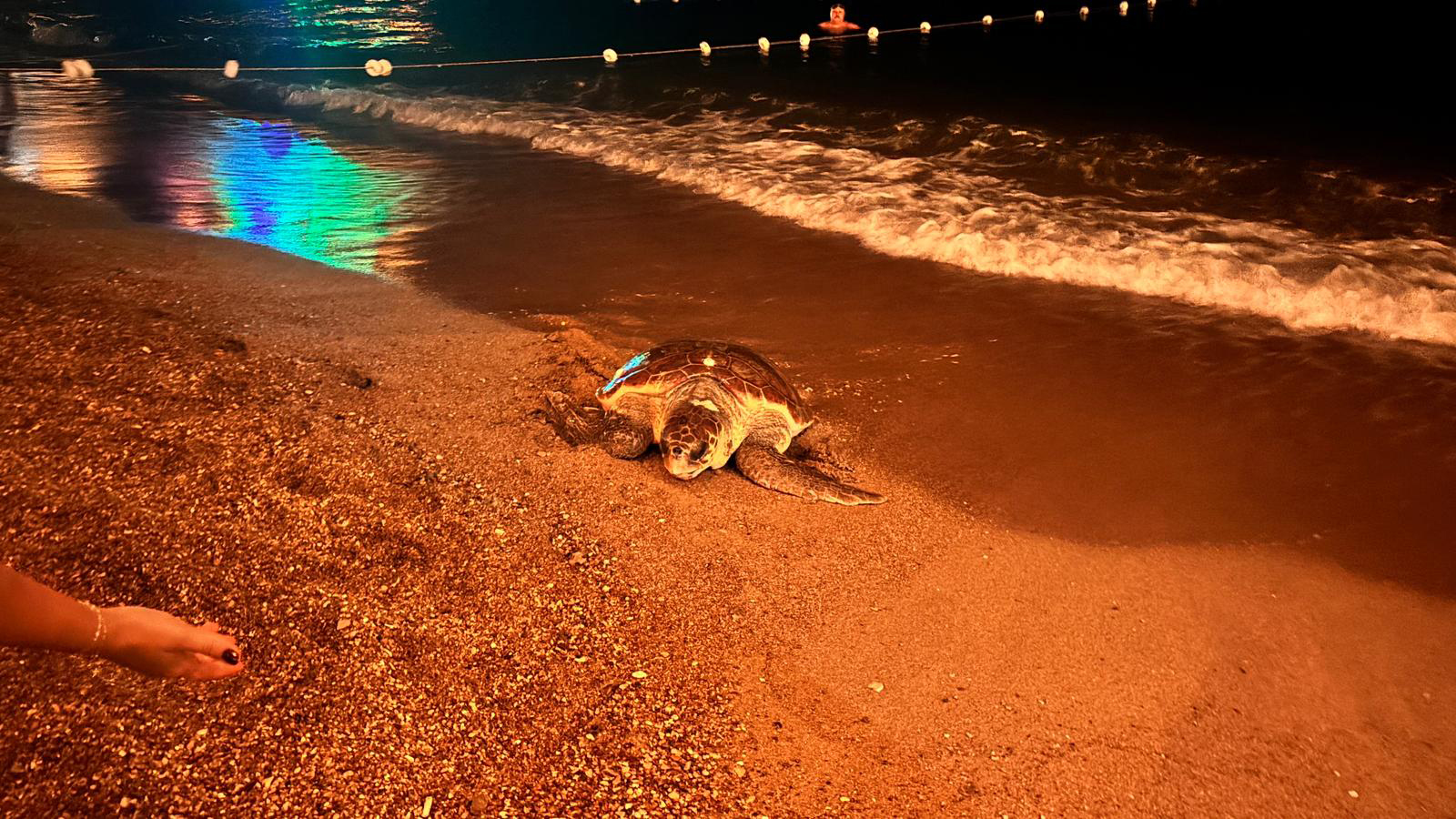 Carettacarettakalabaliktanbunaldi1