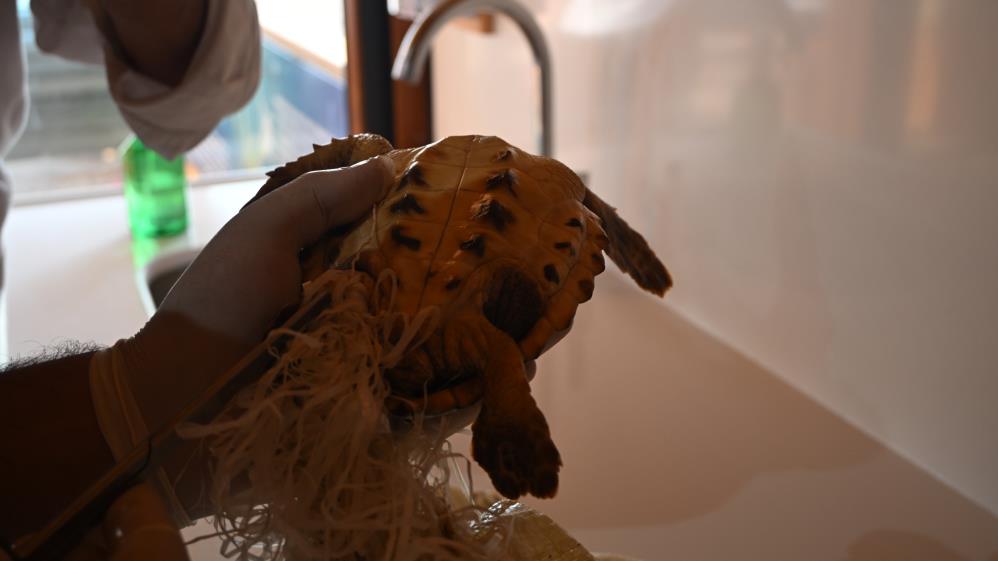 Carettacarettayenidendenizlebulustu