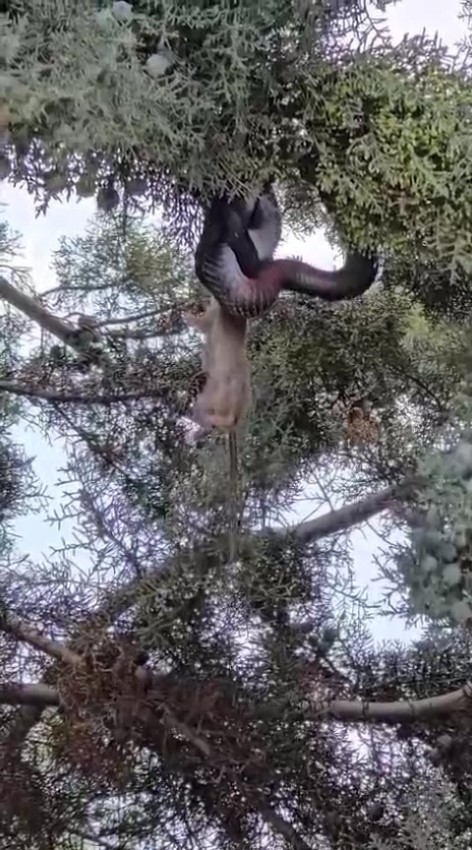 Dinlenmekistedifareyiyutanyilanlagozgozegeldi1