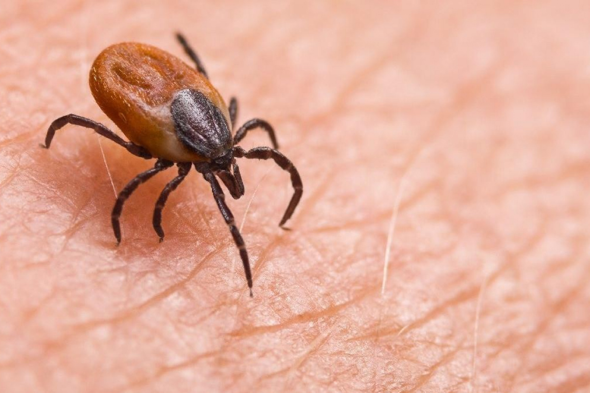 Drerdogandankeneuyarisi