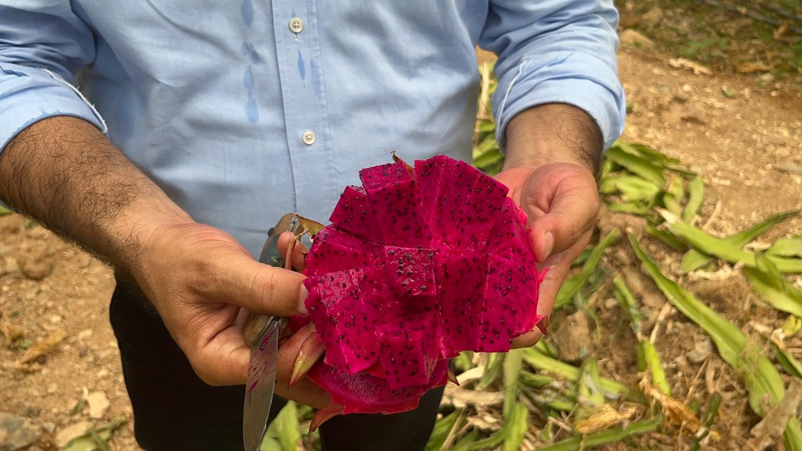 Ejdermeyvesi700Dönümarazidehasatedildi