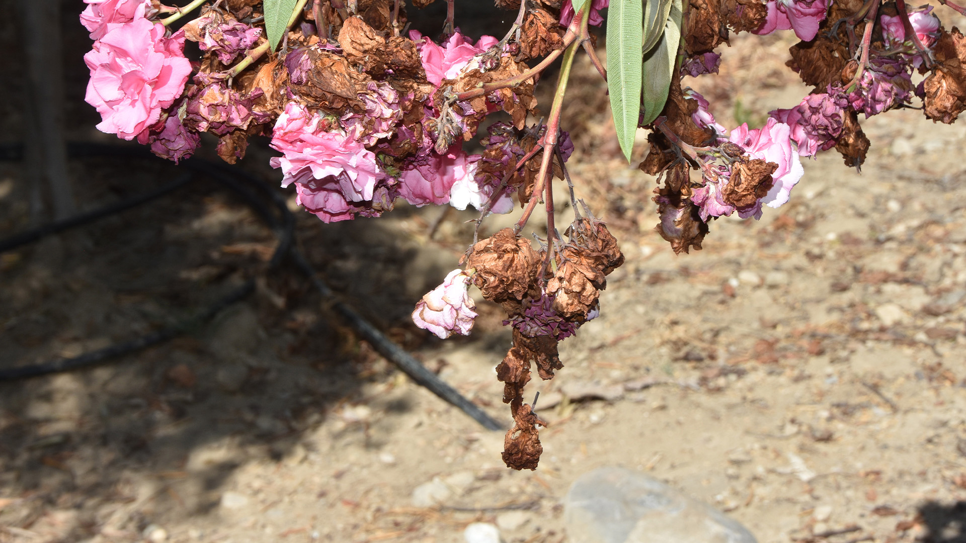 Emekliogretmeninsuyukesildikuruyanaaclarinidusundu1