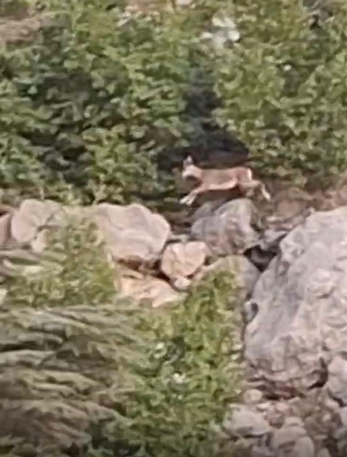 Hayvanlaristeboylekacti