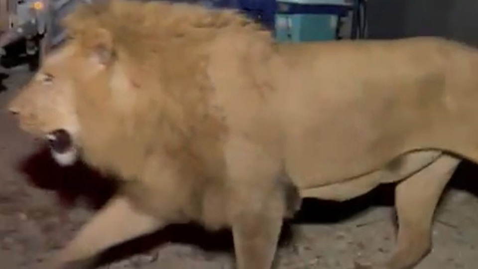 Karabayogluoaslaninkacmamasigerekiyordu1