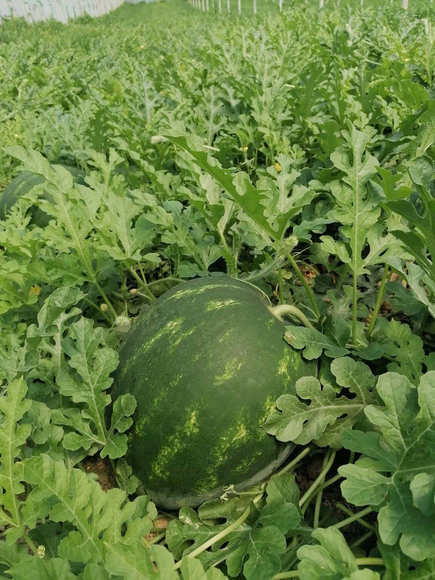 Karpuzlartarladakaldi