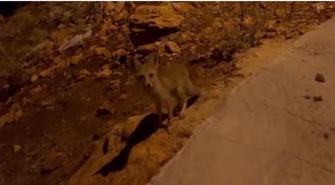 Kastayuzlerigulumsetenbirolayyasandi