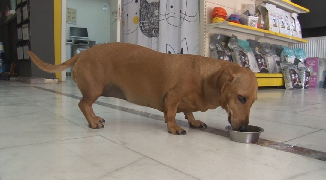 Kedivekopeksahipleridikkatbunlaryapmayin