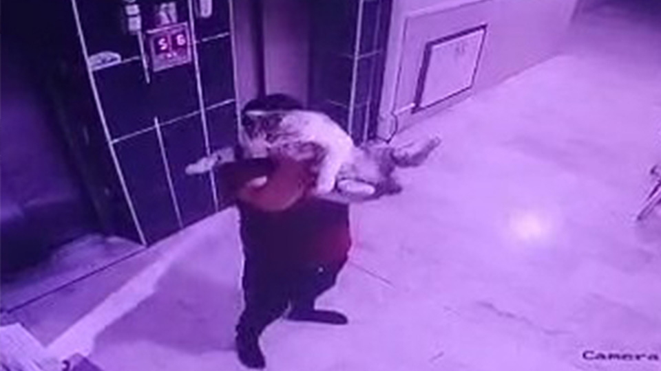 Kediyiyerefirlattikamerayagosterdi1-1