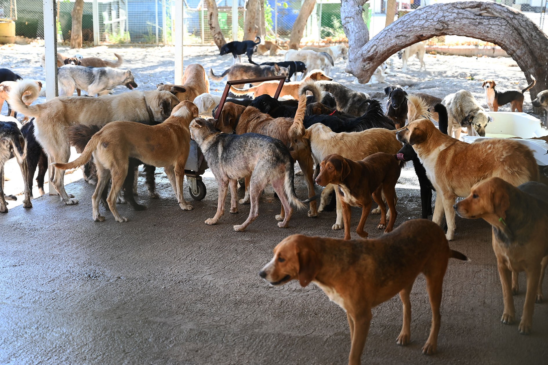 Kemerbelediyesihayvandostlarinsahiplendiriyor1