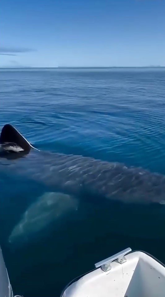 Kemerdekikopekbaligivideosuasilsizcikti (2)