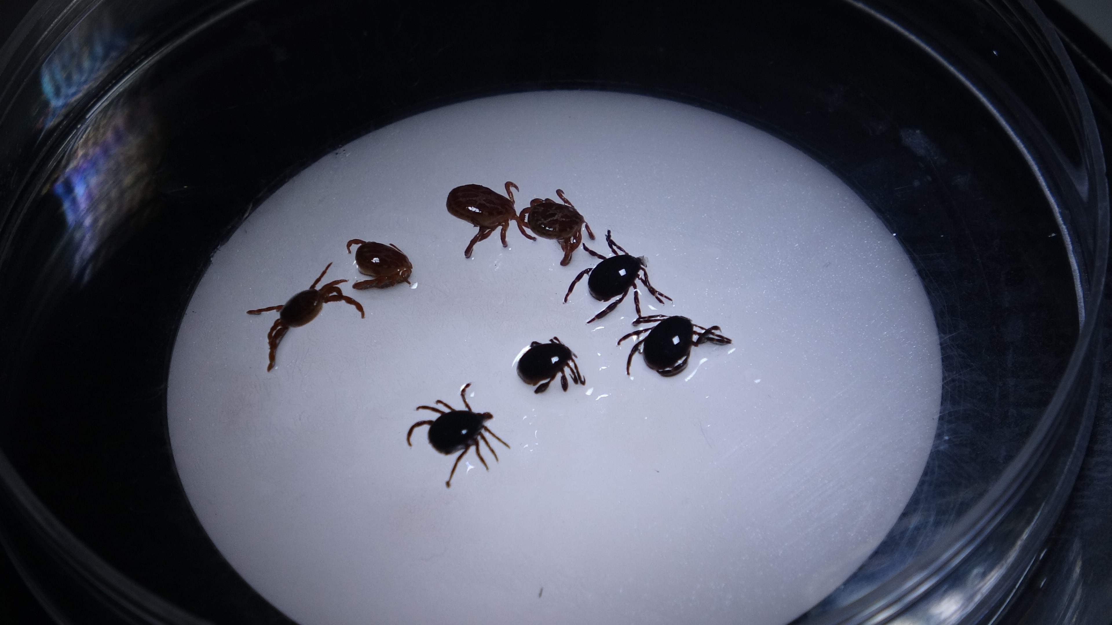 Kenevakasiylailgiliuzmanlardanuyari1