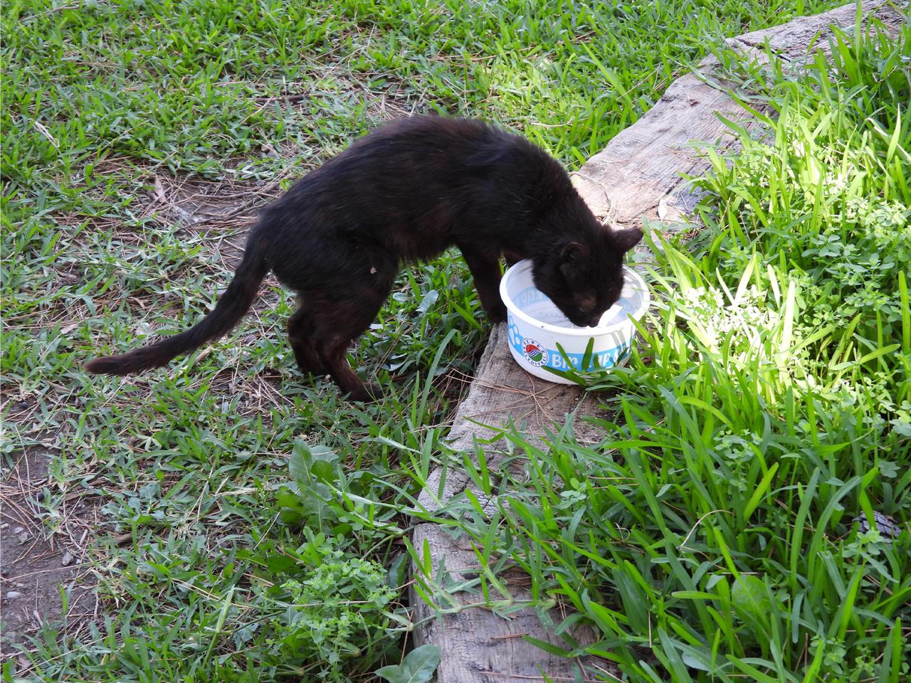 Kepezsokakhayvanlaricinsahada