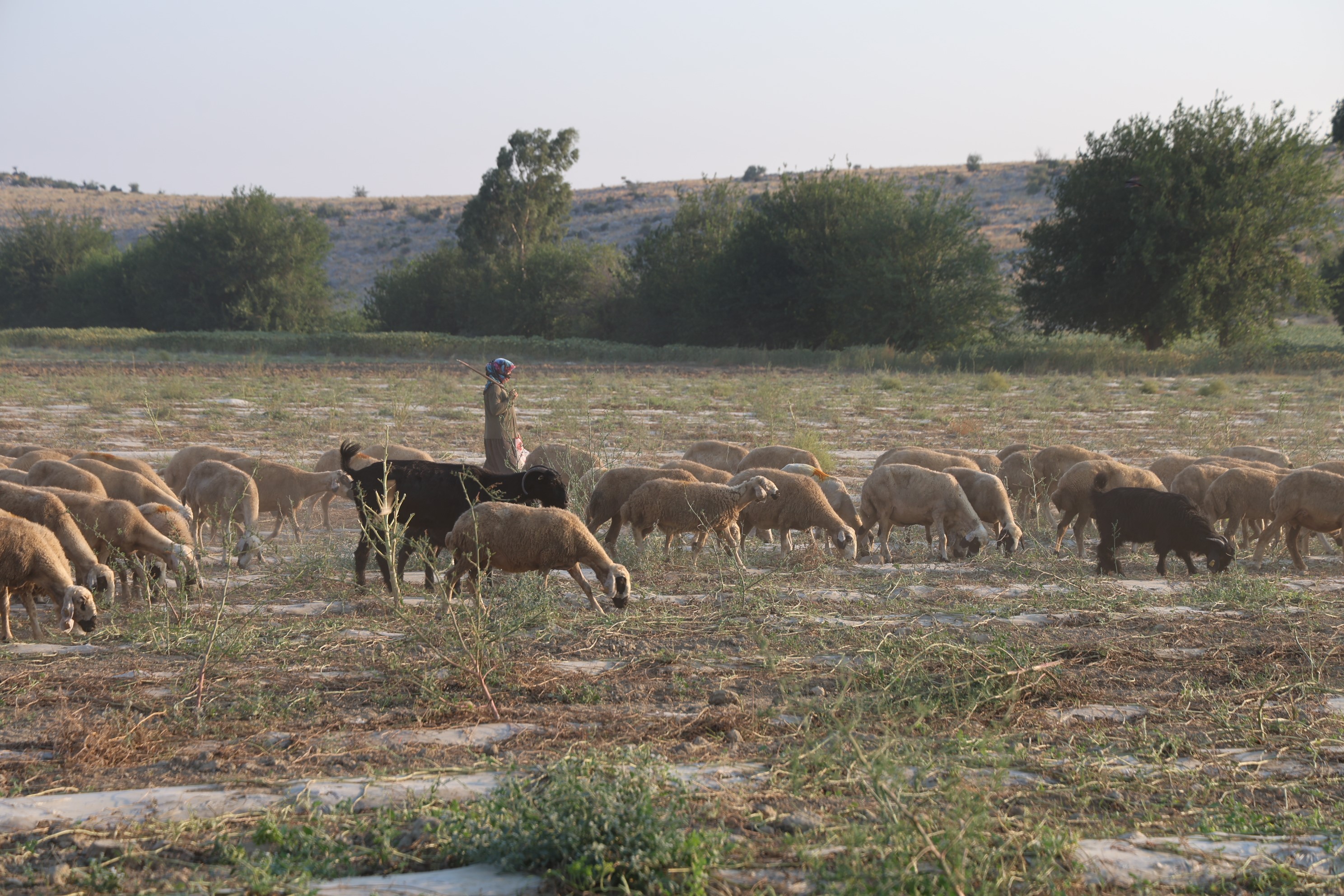 Kozandababamesleginisurduruyorlar