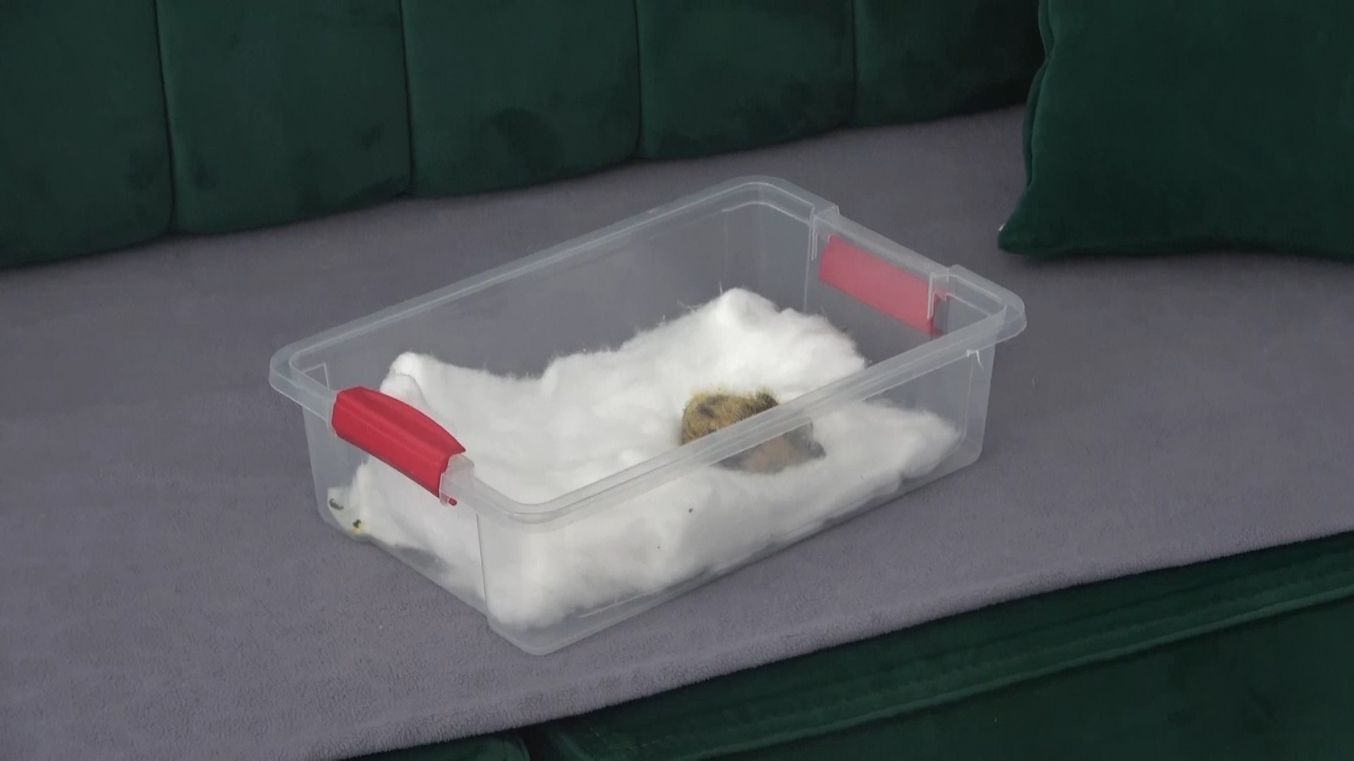 Olmekuzereykenagzıylabesleyerekhayatadondurdu