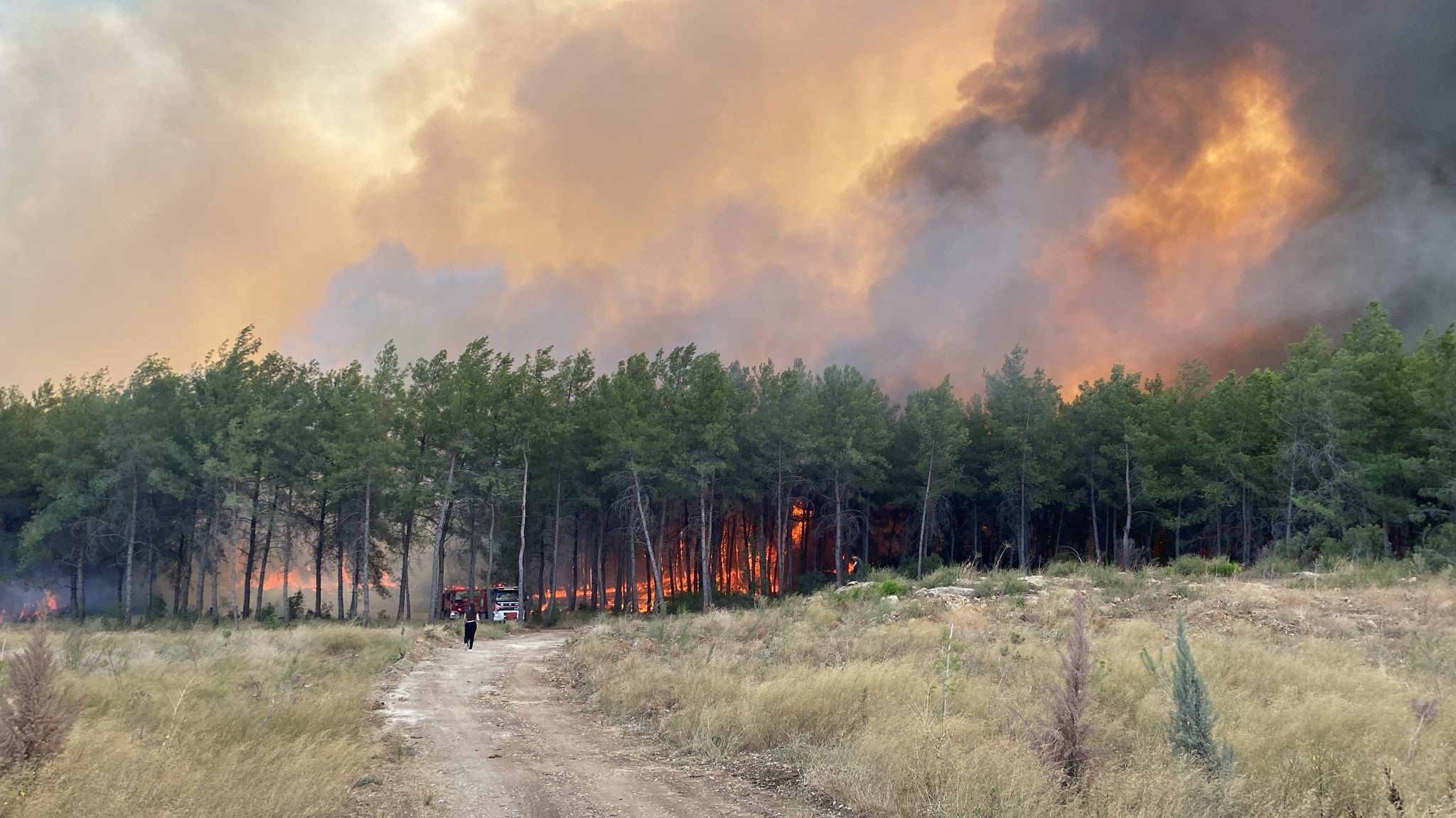 Ormanlikalandacikanyangintedirginetti,-1