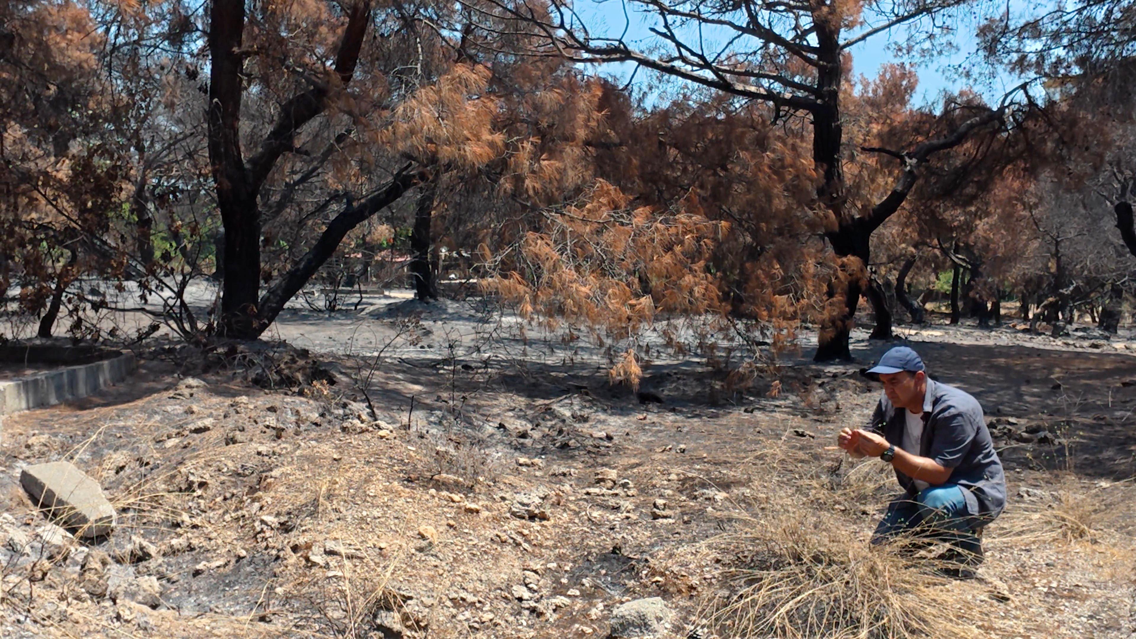 Ormanyanginilaragelininideetkiledi