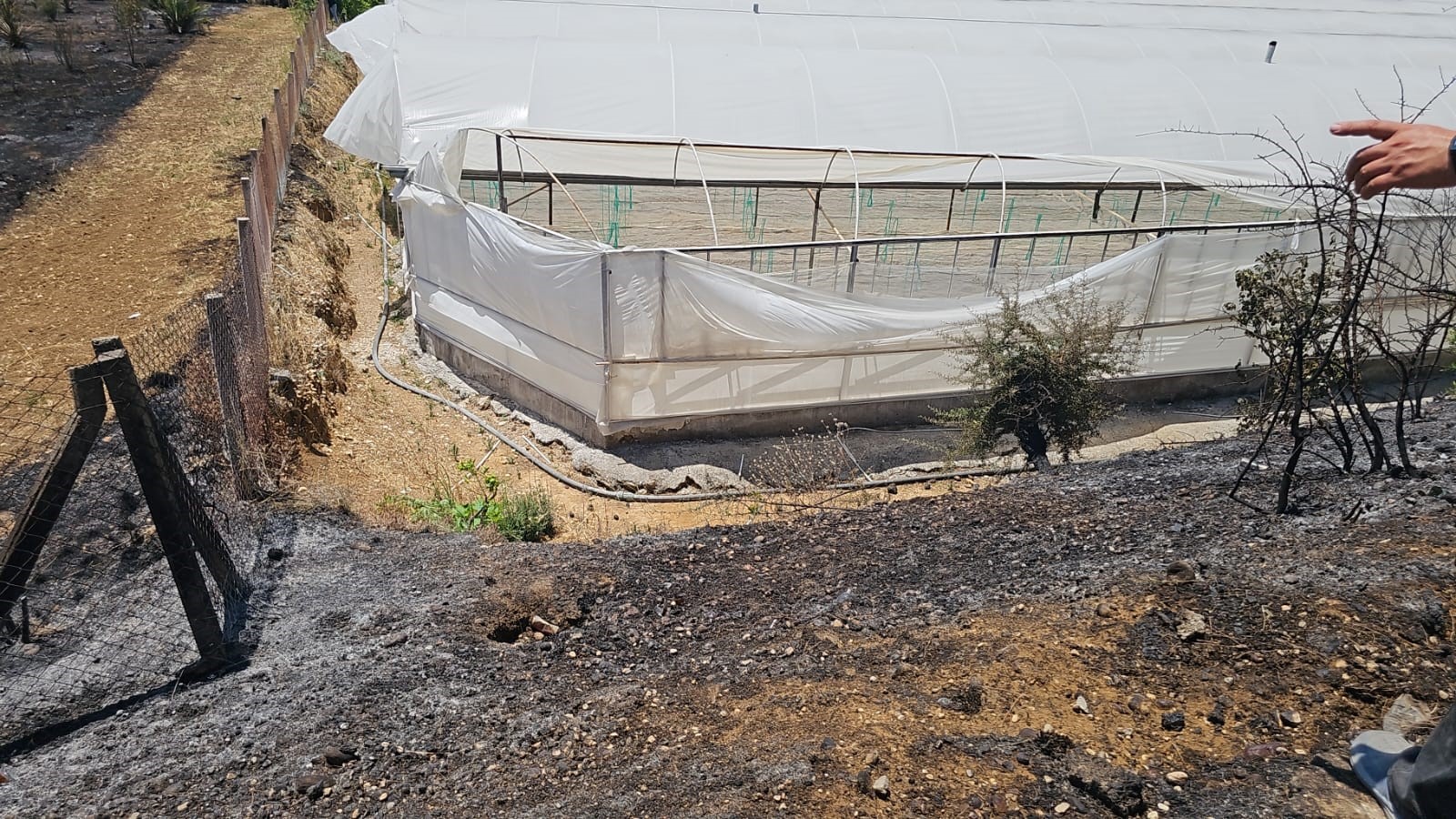 Palmiyevezeytinagaclaricayircayiryandi (3)