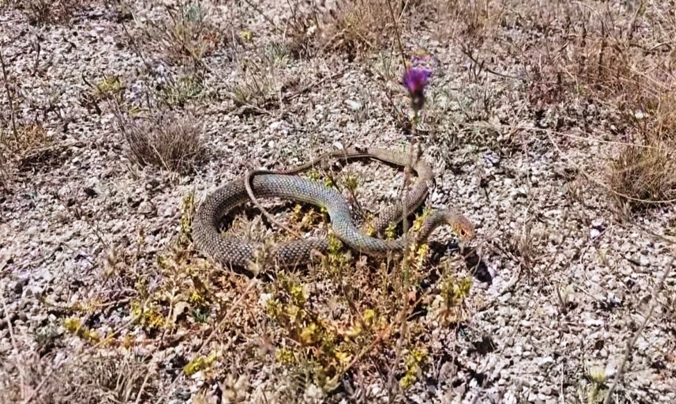 Restoranıntuvaletindeyılanpanigeyolactı