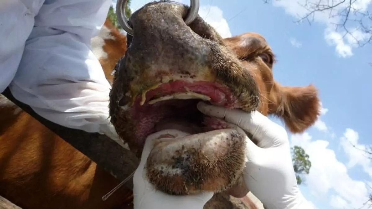 Saphastalıgıinsanabulasırmıbelirtilerineler