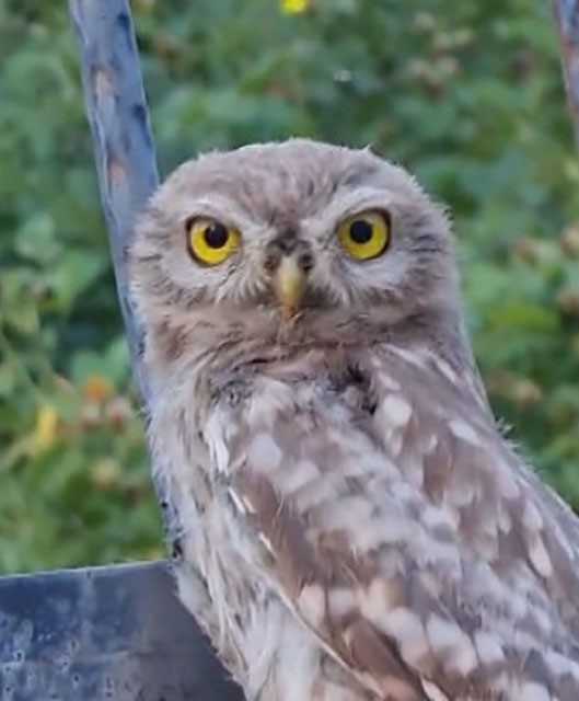 Sevgiyeyenilenbaykusyuzlerigulumsetti