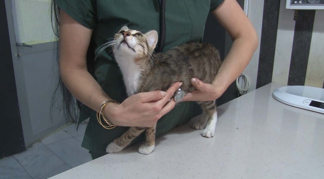 Sicakhavahayvanlaridaetkiliyor