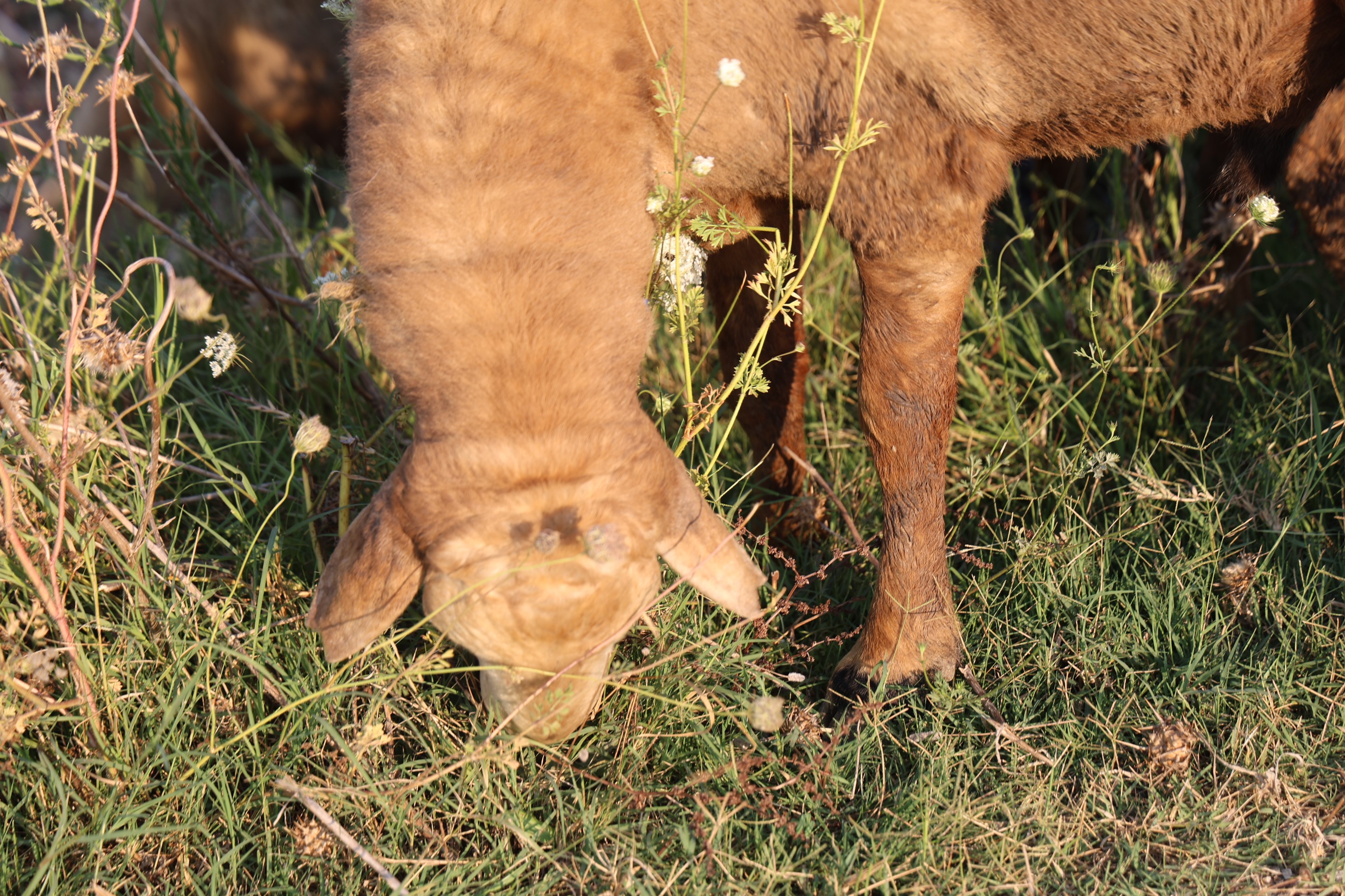 Sicaklikartiyorbesicilerhayvanotlatiyor