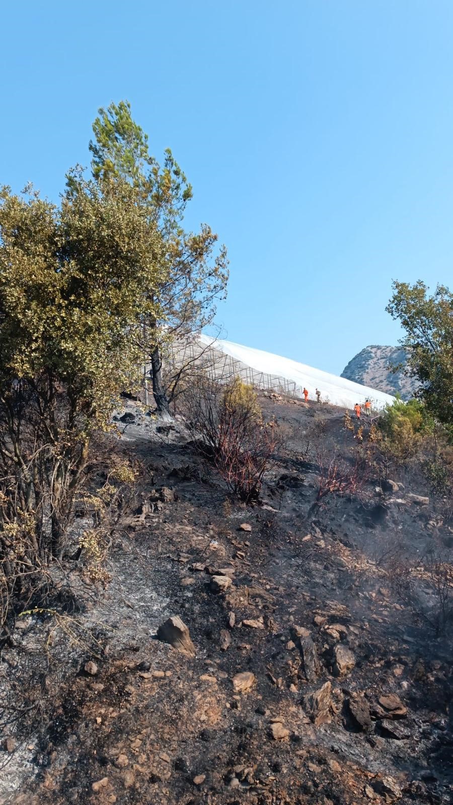 Yangineiplerinhummalicalismasisonucusonduruldu