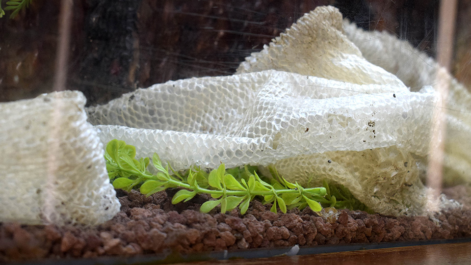 Yilandersineragbetcokcildeiyigeldigisoyleniyor (2)