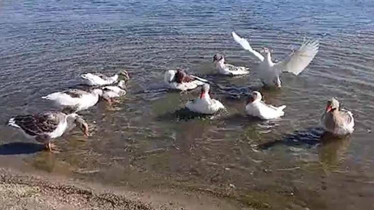 Yuzmesinler Diye Kafese Kapatılan Kazların Oldugu Iddia Edildi