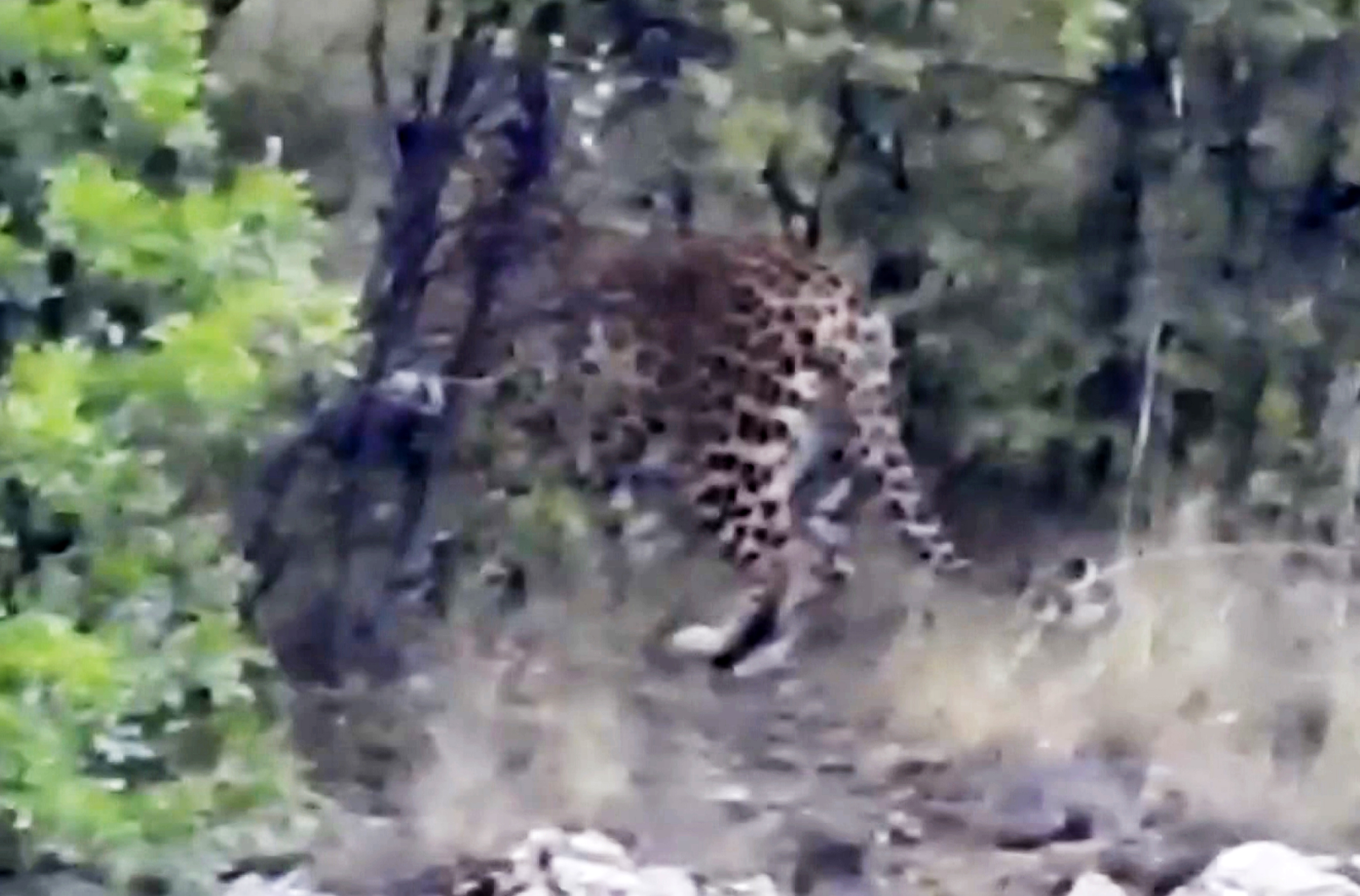 Antalyadaanadoluparsigoruntulendi