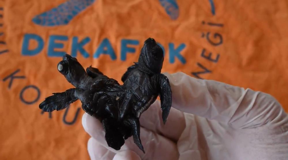 Antalyadasiyamikiziolancarettacarettabulundu