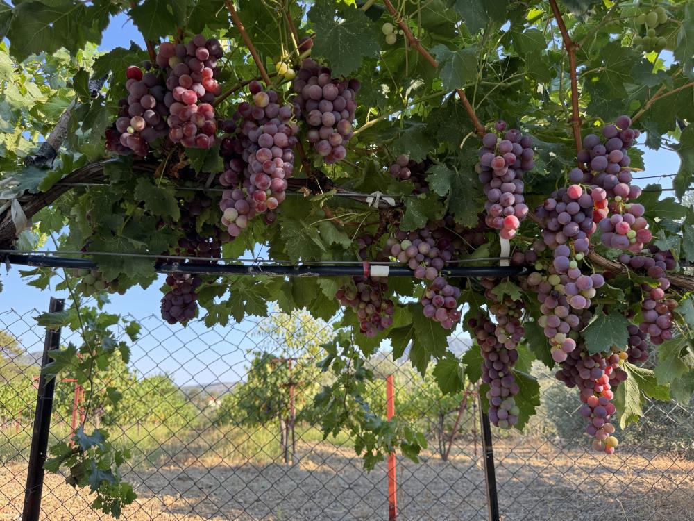 Antalyaicinhasatyaklastiuzumdebeklentine