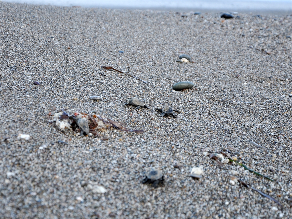 Antalyalilaroanlartanikliketticaretta