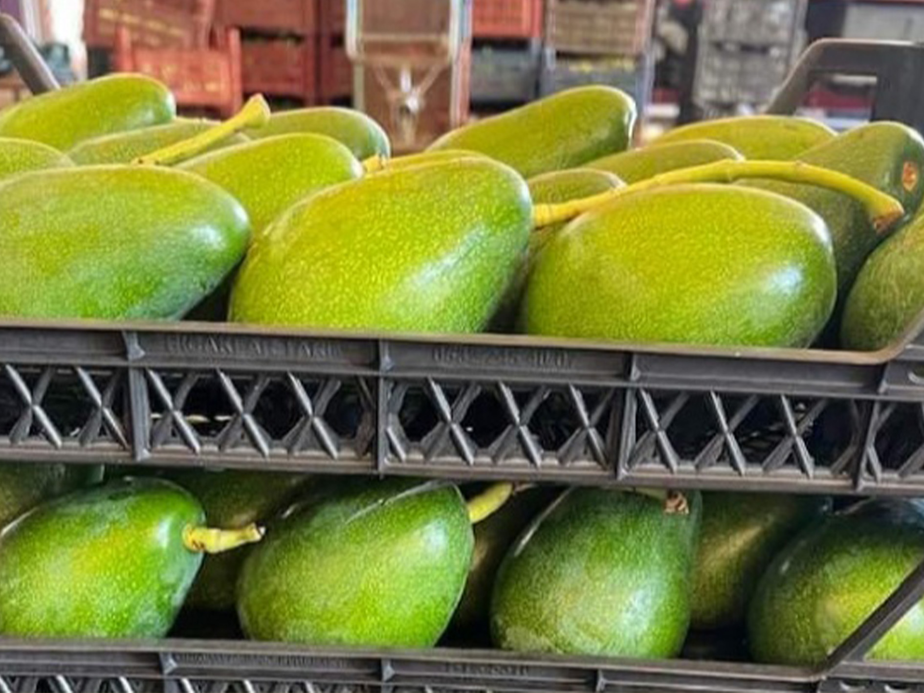 Avokadohasadibasladiofiyattansatiliyor