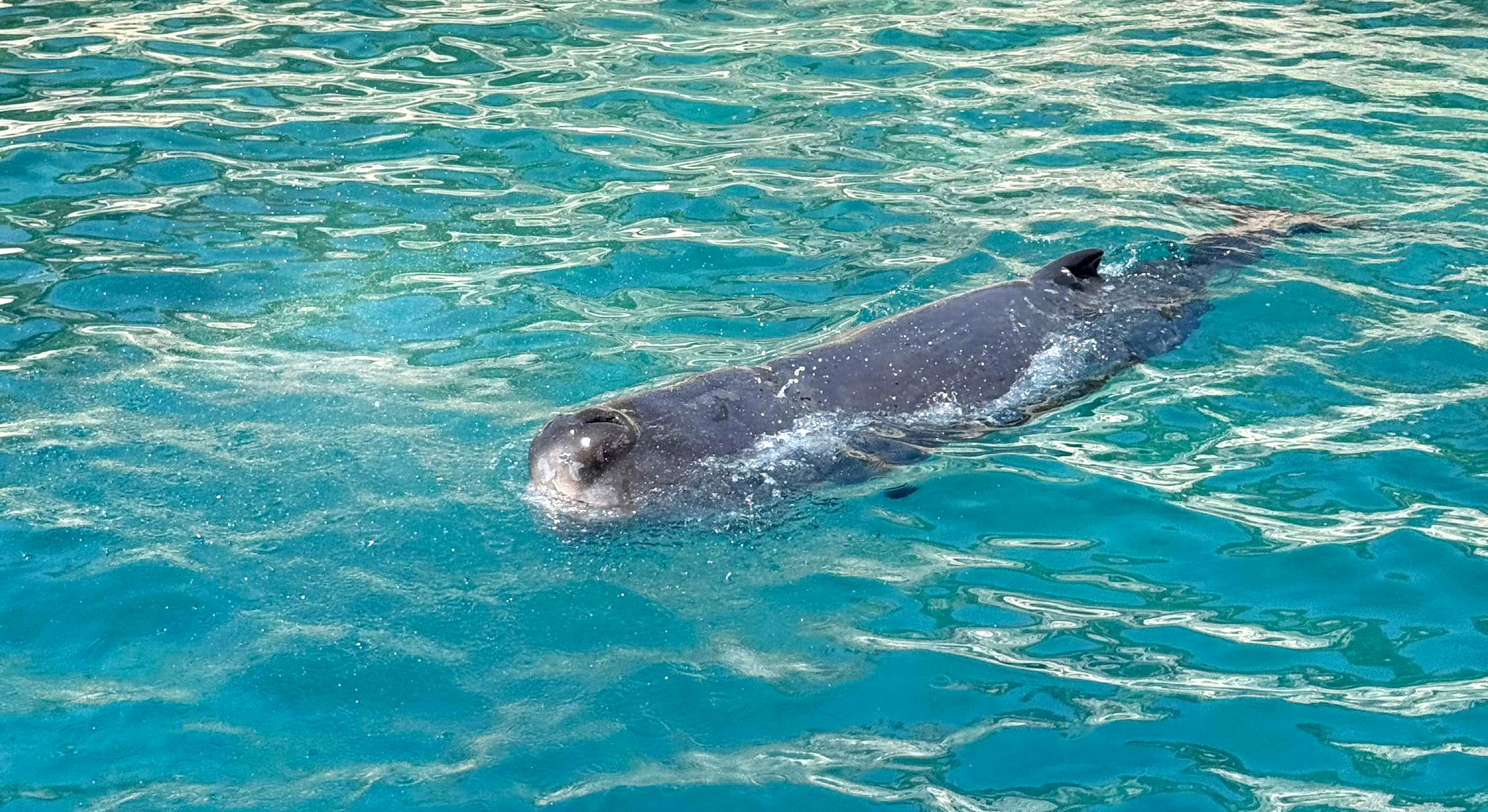 Balinakayaliklarasikistiimdadinaekipleryetisti