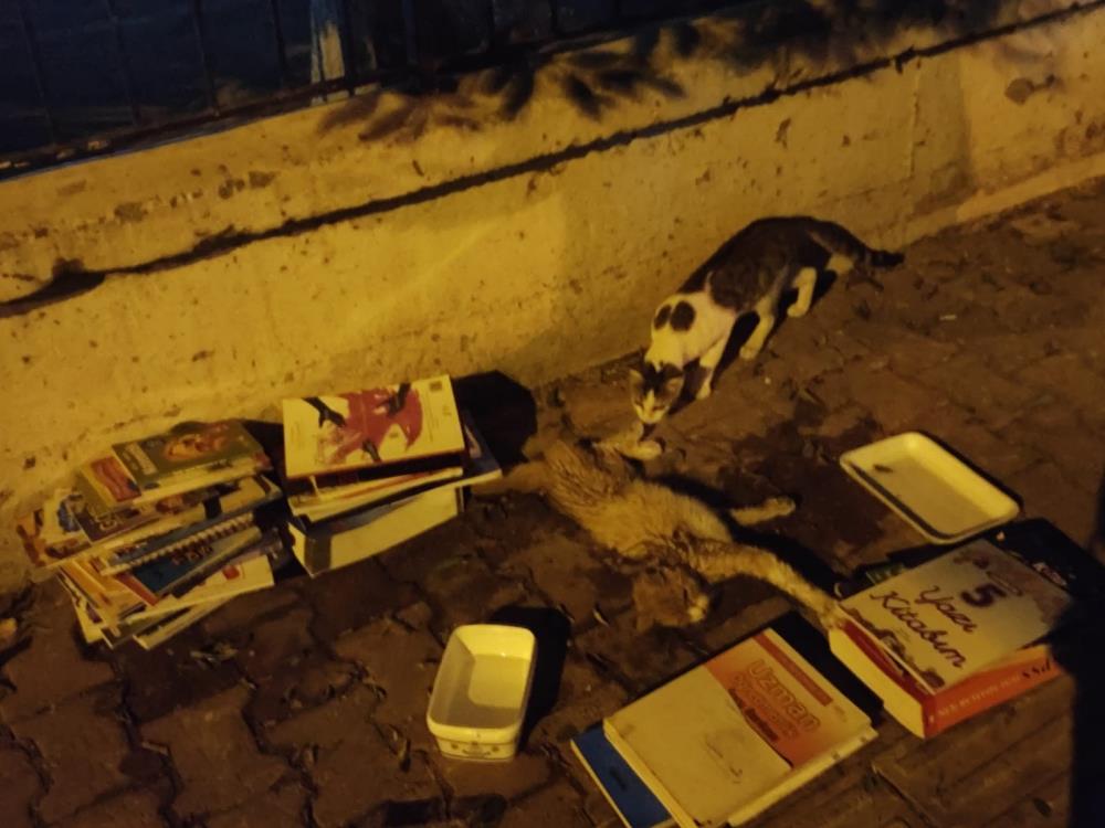 Cancekisenkediicinmahalleliseferberoldu