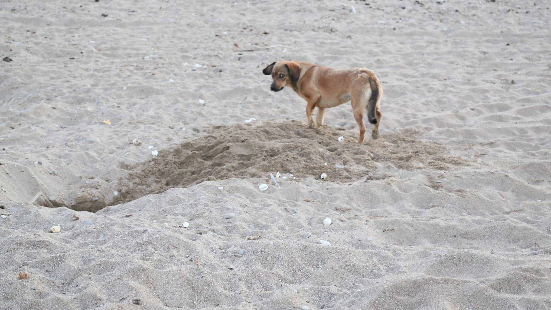 Carettacarettalarhakkindasokiddia