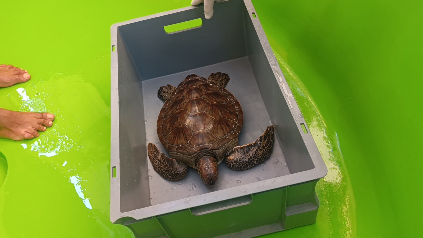 Carettalarartikguvende