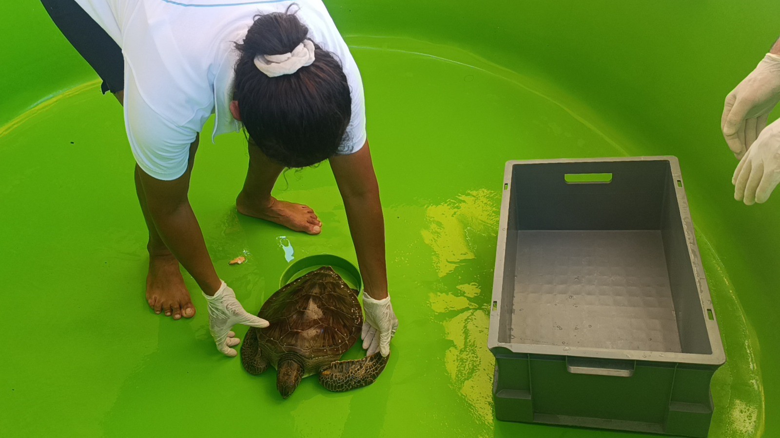 Carettalaricinonemlibirprojehayatagecirildi