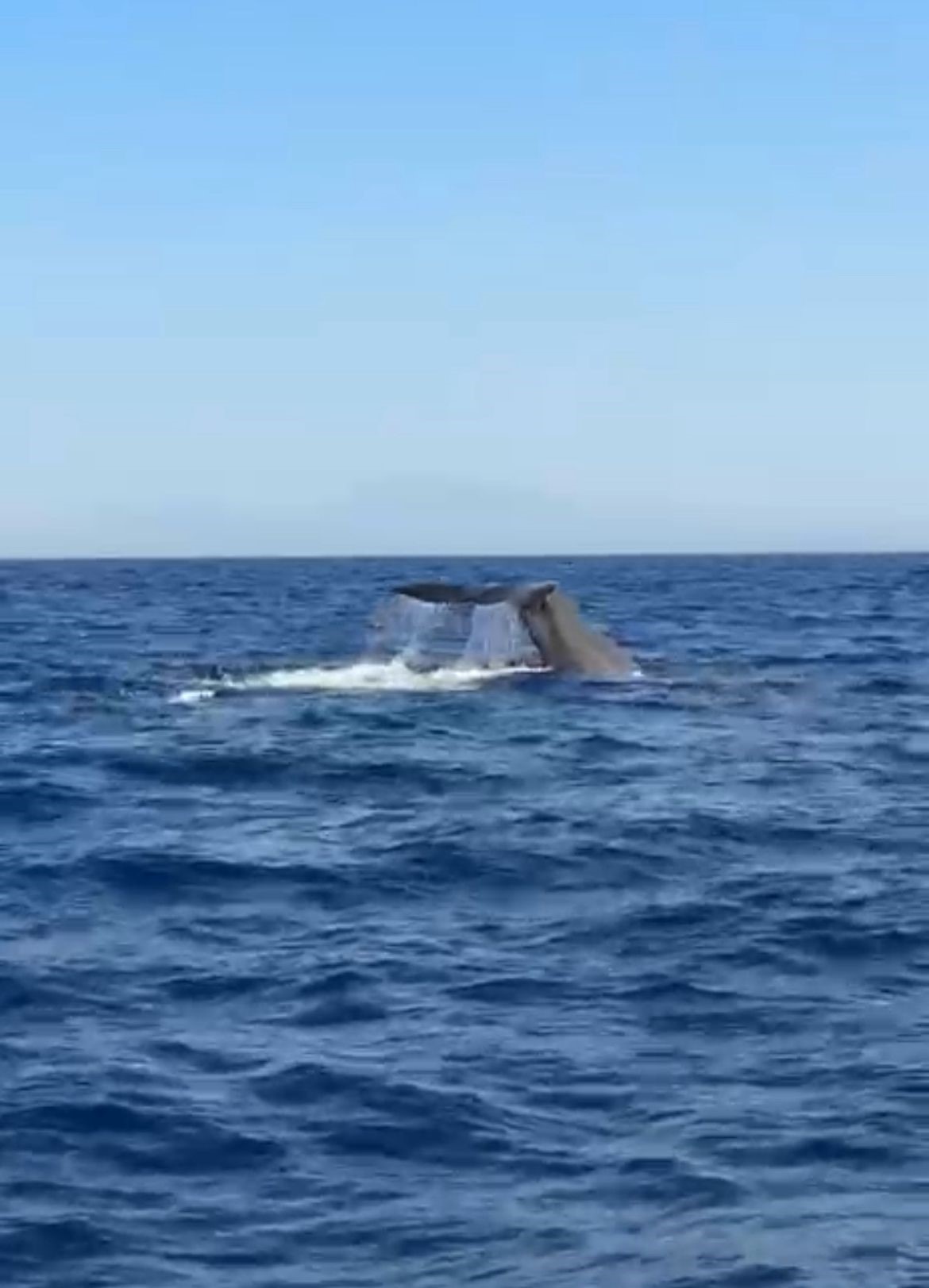 Denizdebalinagoruntulendi