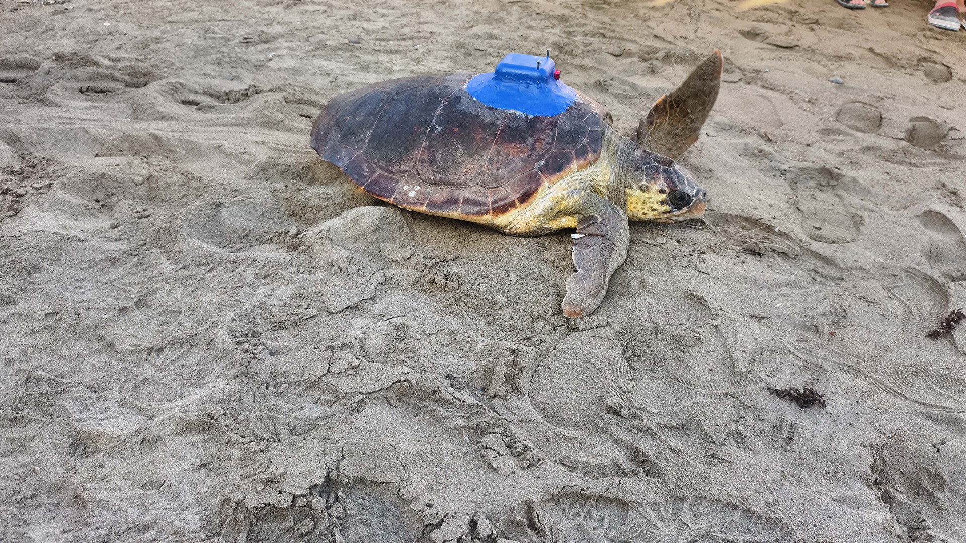 Denizkaplumbagasinatakipcihazitakildi