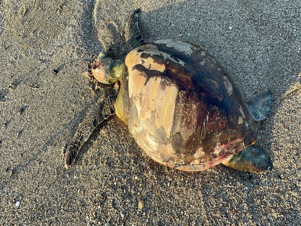 Dirisidegilolusukiyiyavurdusebepposetcikti