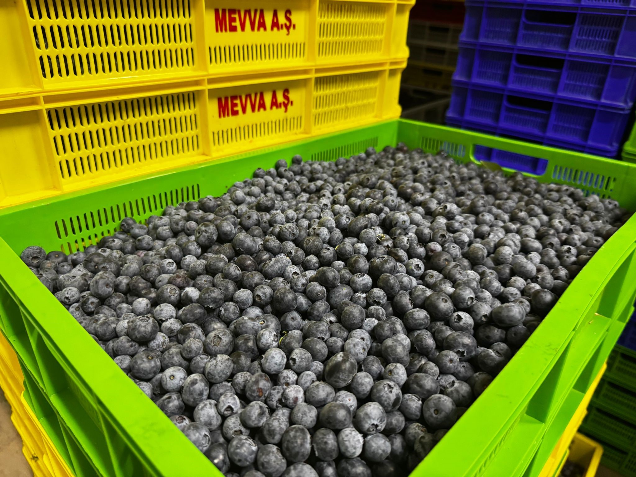 Elmaliyabanmersiniyurtdisinasatiliyor