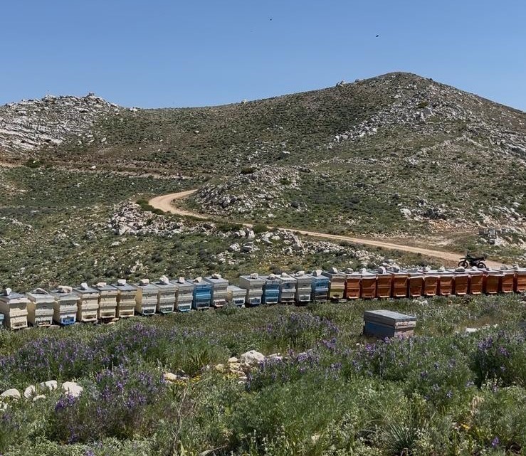 Gazipasadaarikovanlaricalindi