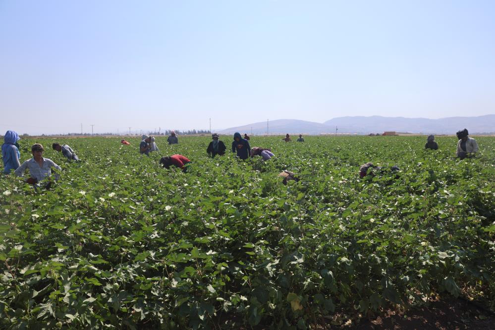 Hataydaiscilerpamuktarlasında650Tlyövmiyealıyorlar